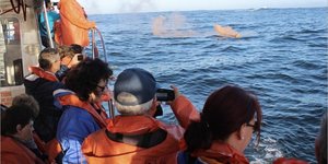 Gansbaai Birkenhead se 164 ste 4